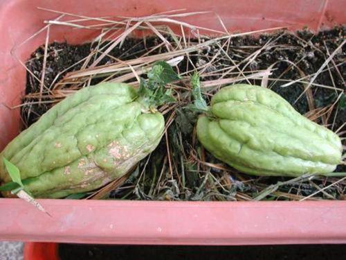 娃娃可以吃羊角瓜,娃娃的天然美味零食探索