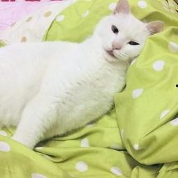 小胖子吃瓜卡通,趣味横生的卡通故事