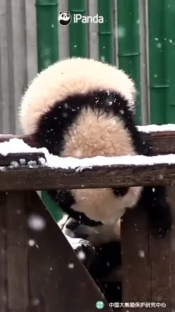 吃瓜小熊西安,一场美食与文化的奇妙之旅