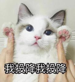 吃瓜头像猫猫可爱,吃瓜猫猫的可爱日常