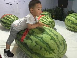 永州吃瓜群众事件,网络舆论的风暴与反思