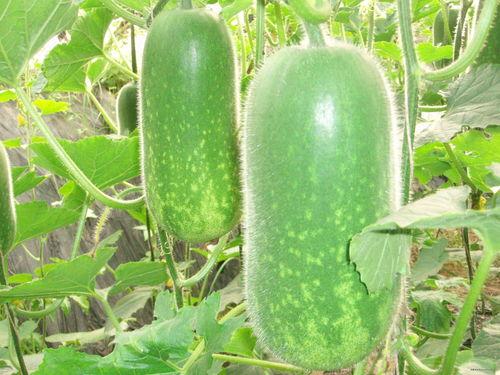 大g吃瓜视频,揭秘娱乐圈幕后真相