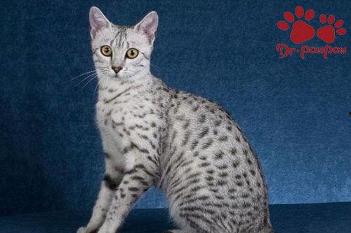 埃及猫吃瓜,埃及猫的“瓜”界探险记