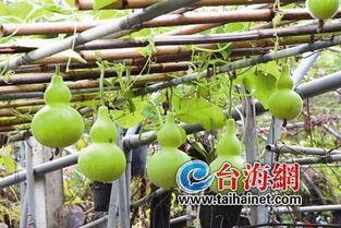 美国人吃葫芦瓜,从田间到餐桌的味蕾盛宴