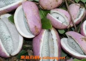 八月瓜怎么吃牛排,解锁牛排新风味