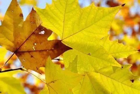 立秋吃瓜的寓意,寓意丰收与清凉