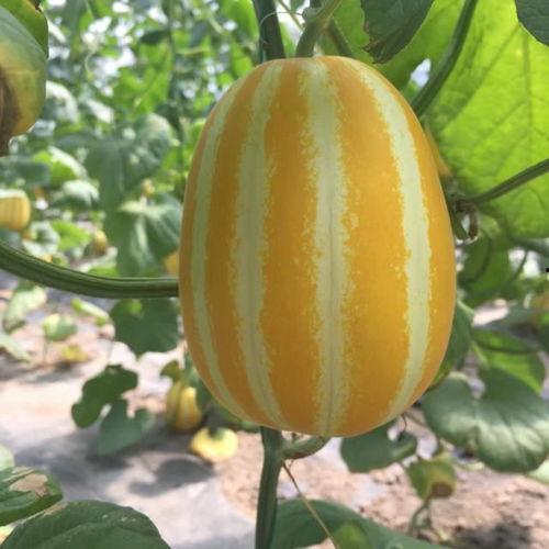 兜儿的瓜在哪吃,揭秘最佳品尝地