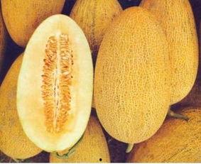 多久一次吃哈密瓜不会胖