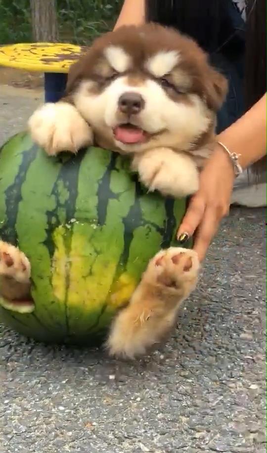 狗主人吃瓜的视频,宠物界的欢乐时光
