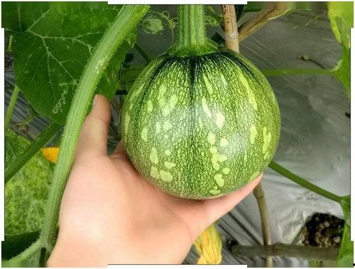 小幽灵吃瓜,小幽灵的甜蜜瓜果盛宴